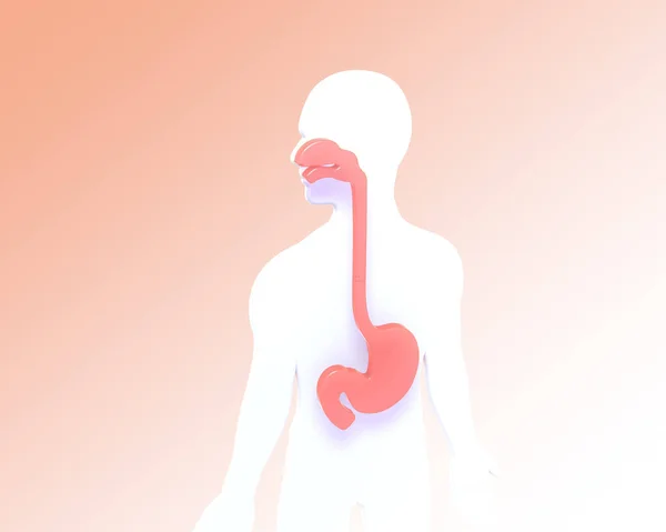 人体内部の解剖学的な3Dイラスト 胃と喉頭を示す オレンジ色のピンクのグラデーションの背景に — ストック写真