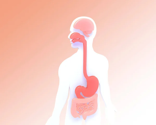 人体内部の解剖学的な3Dイラスト 胃と喉頭を示す オレンジ色のピンクのグラデーションの背景に — ストック写真
