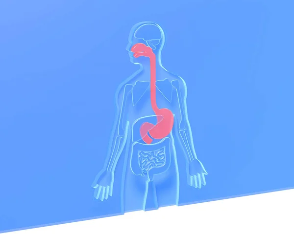 Illustrazione Interni Svuotati Del Corpo Umano Che Mostrano Sistema Respiratorio — Foto Stock