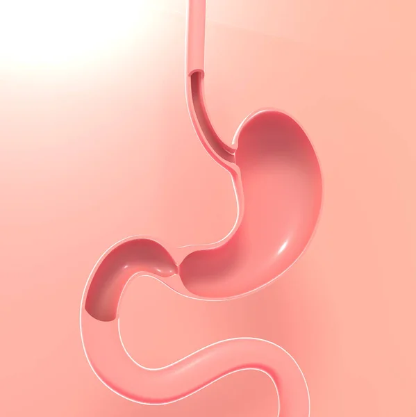 3Dイラスト 胃の内部を画像で示す医学解剖学 — ストック写真