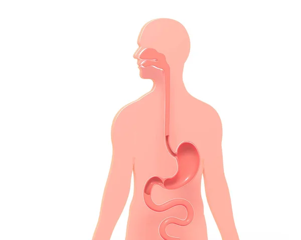 口から腸への消化器系のグラフィック表現 白い背景を持つ人体のシルエット — ストック写真