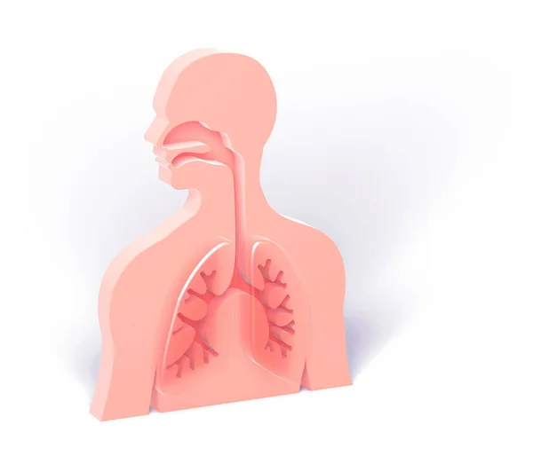 Illustration Respiratory System Relief Bronchi Flat Human Figure Silhouette White — Stock Photo, Image