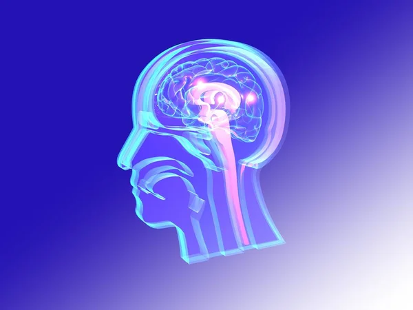 Şeffaf cam 3D çizim. İnsan kafasının anatomik iç kısmının parlak renkli bir çizimi. Koyu mavi eğimli arkaplanda.