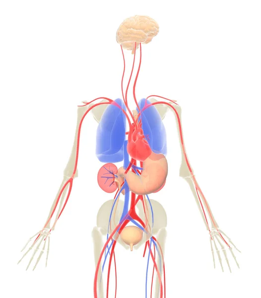 Ilustración Del Interior Del Cuerpo Humano Mostrando Órganos Con Colores — Foto de Stock