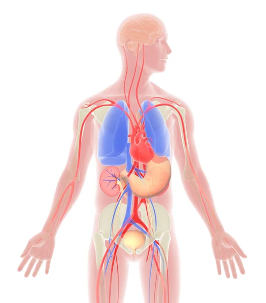 Organları Doğal Renklerle Gösteren Insan Vücudunun Boyutlu Çizimi — Stok fotoğraf