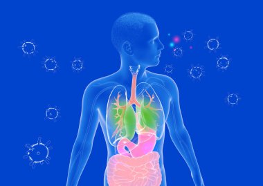 Şeffaf insan vücudunun iç organlarını gösteren anatomik 3d çizimi. Vücudun etrafında virüsler var ve nefes alınabiliyor..