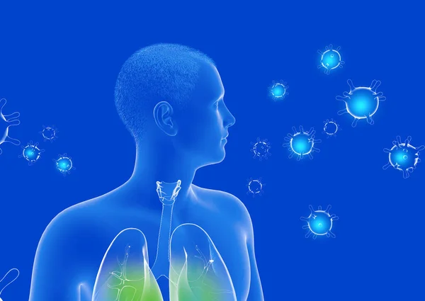 Ön taraftan görünen şeffaf insan vücudunun iç kısmının anatomik 3d çizimi. Ciğerleri işaretliyorum. Etrafında solunabilen virüslerle.