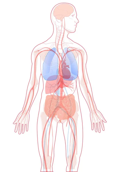 Emberi Anatómia Vektorillusztrációja Bemutatja Különböző Belső Szervek Átlátszó Csontváz — Stock Vector