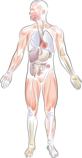 Ilustración Vectorial Anatomía Humana Mostrando Los Diversos Órganos Internos Huesos — Archivo Imágenes Vectoriales