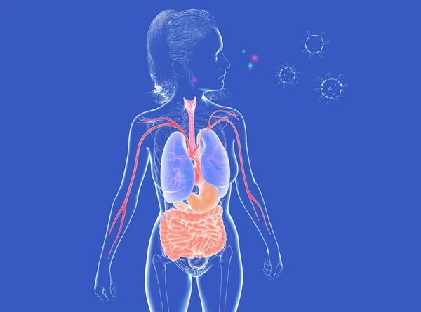 Virüs tarafından tehdit edilen üç boyutlu kadın anatomisi. Koyu mavi arka planda ana iç organları gösteren şeffaf cam..