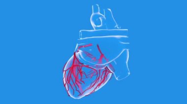 Ekseninde dönen şeffaf bir anatomik kalbin 3d animasyonu. Etrafını saran atardamarları ve atımları gösteriyor..