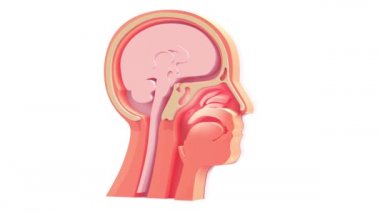 İnsan kafasının iç kısmının anatomik 3D animasyonu. KBB. Resmi döndürüyor ve büyütüyor.