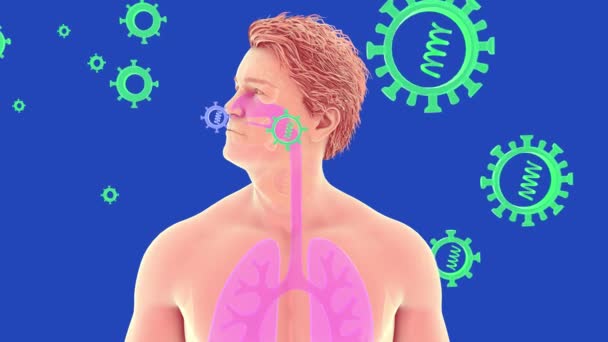 Анимация Интерьера Антомии Человека Легкими Остальной Частью Дыхательной Системы Показан — стоковое видео