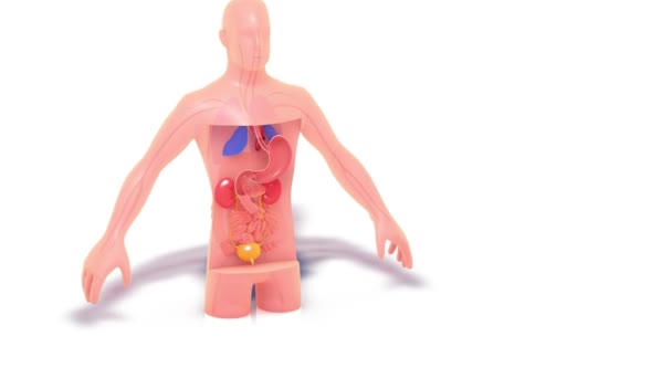 Ilustración Anatomía Trasperente Cuerpo Humano Masculino Mostrando Que Abre Los — Vídeo de stock