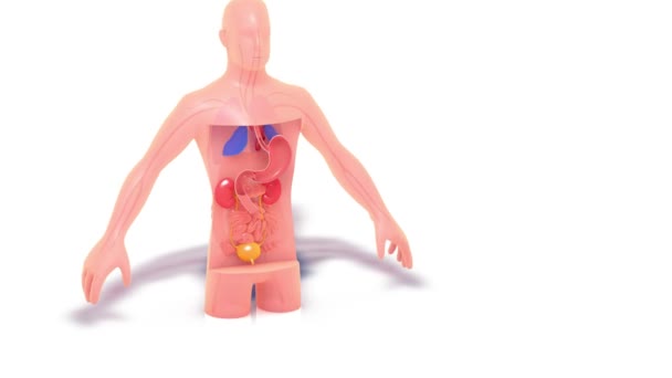 Illustratie Van Trasperente Anatomie Van Een Mannelijk Lichaam Het Laat — Stockvideo