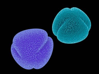 Çiçekler, bitkiler ve ağaçlardan gelen renkli polenlerin 3 boyutlu çizimi. Bilimsel mikroskop görüntüleri taklit ediliyor, siyah arkaplanda izole edilmiş..