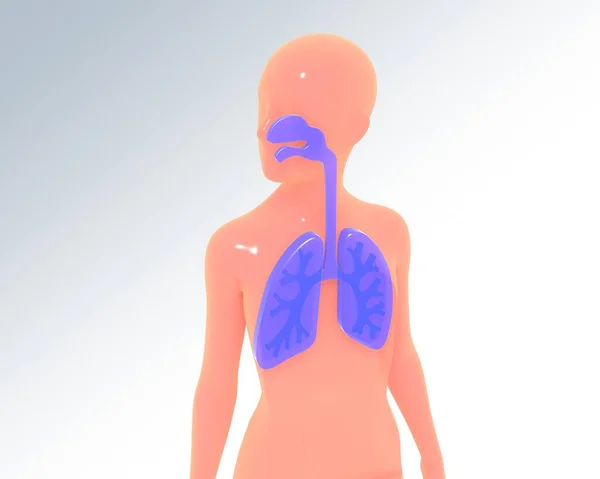 Illustrazione Del Sistema Respiratorio Corpo Umano Semplificato Immagine Isolata Sfondo — Foto Stock