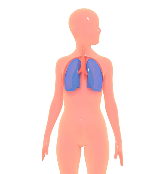 Illustration Respiratory System Simplified Human Body Image Isolated White Background —  Fotos de Stock