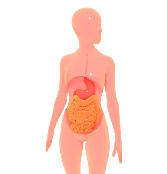 3D illustration of digestive system highlighting the stomach, in a simplified human body. Viewed from the side, image isolated on white background with bright colors.