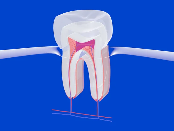 透明なグラフィックスタイルで歯科歯の3Dイラスト ガラスのガムを青い背景に入れて 内部を示す — ストック写真