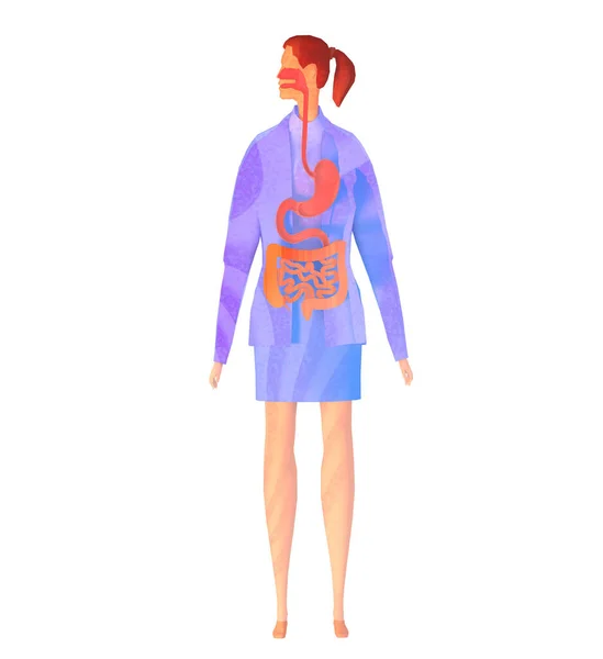 Suluboya tarzı insan sindirim sistemi 3 boyutlu illüstrasyon. Bir kadında anatomik görüntü.