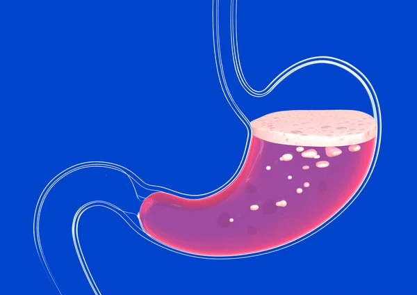 3d illustration of the human stomach doing digestion. Transparent glass, anatomical cut on a blue background.