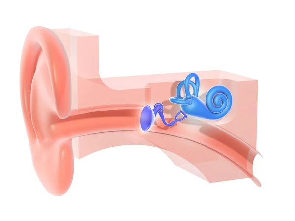 Ілюстрація Анатомії Внутрішнього Вуха Графічне Зображення Поперечного Перерізу Інтер Єру — стокове фото