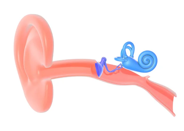 Ilustrace Anatomie Vnitřního Ucha Grafické Znázornění Zevnitř Vystřižené Ucho Bílém — Stock fotografie
