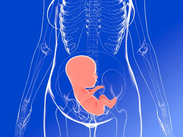 Anatomical Illustration Pregnancy Image Woman Body Showing Fetus Advanced Stage — Stok fotoğraf