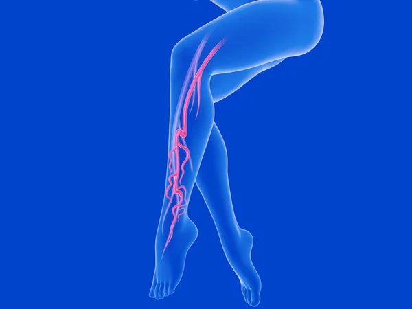 Kadın bacaklarının şeffaf anatomik 3D çizimi. Venöz sistemi varis ve arterlerle gösteriliyor..