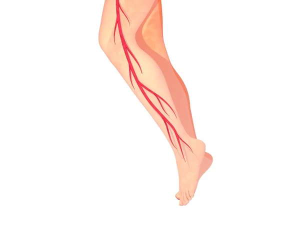 Illustration Circulatory System Leg Graphic Representation Anatomy White Background — Stock Photo, Image