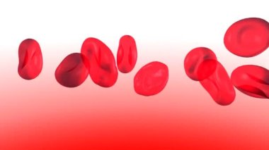 Kan dolaşımındaki kırmızı kan hücrelerinin anatomik 3 boyutlu animasyonu. Kırmızı ve beyaz arkaplanda şeffaf resim.