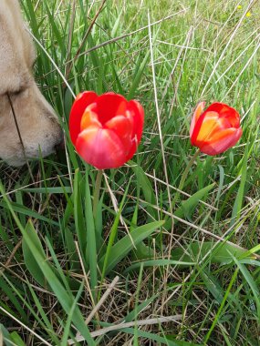 Köpek otların arasında büyüyen kırmızı laleleri kokluyor.