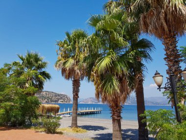 Sahilde palmiye ağaçları, arka planda bir rıhtım.