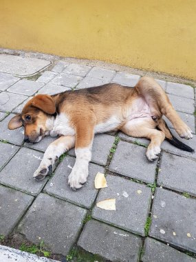 Yorgun sokak köpeği, kaldırımda uyuyan sevimli köpek.
