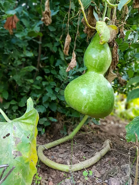 Frische Grüne Zucchini Lustiger Form Wächst Garten Auf Einem Busch — Stockfoto