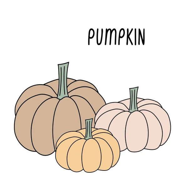 Üç farklı boyutta balkabağı vektör çizimi