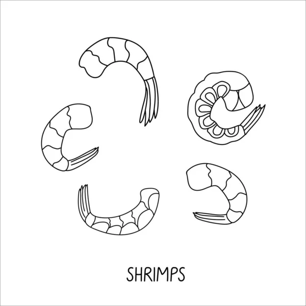 Ensemble Illustrations Fruits Mer Illustration Crevettes Doodle Isolées Sur Fond — Image vectorielle