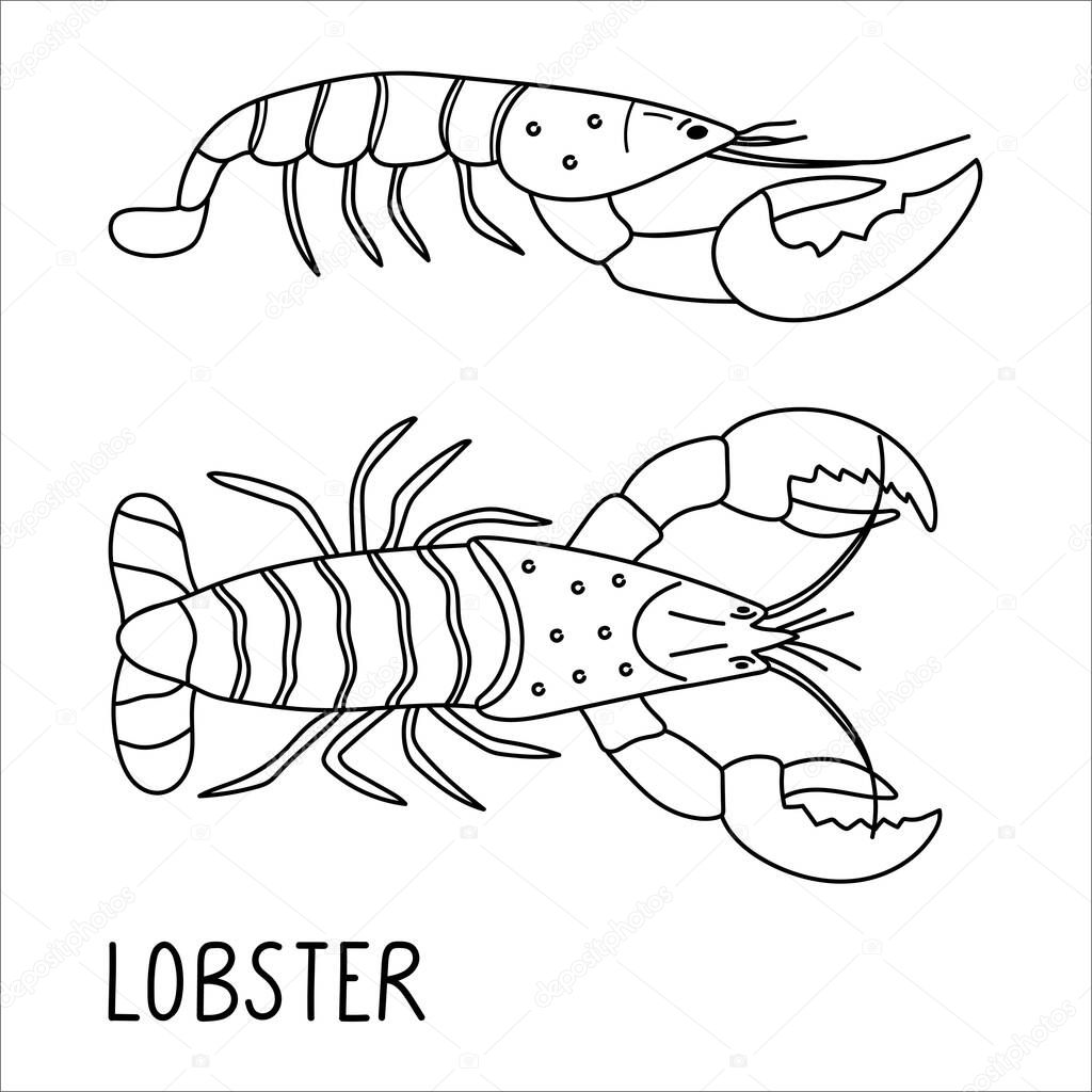 Lobster doodle illustration isolated on a white background. Delicious seafood. Black and white vector. Perfect for menu decoration