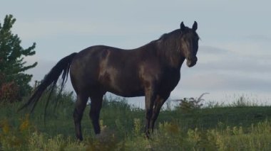 Siyah at kırsalındaki çayır hayvanı at otlatıyor at biniciliği tarımında.