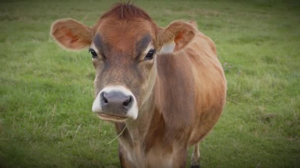 Αγελάδα Στο Πράσινο Πεδίο Close Ζώων Πρόσωπο Καφέ Θηλαστικό Γαλακτοπαραγωγή — Αρχείο Βίντεο