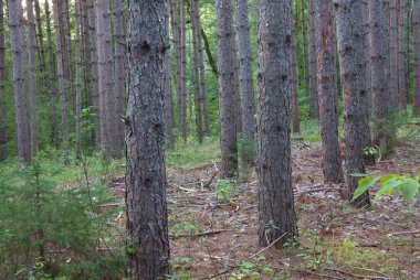 Ormancılık endüstrisi çam tarlası çevre koruma ağaç kozalaklı orman ekolojisi