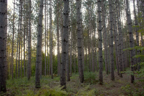 Dennenplantage Bos Boom Milieu Behoud Hout Bosbouw Industrie Ecosysteem — Stockfoto