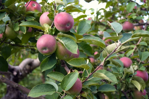 Pomar Close Ramo Macieira Fruta Orgânica Frescura Saudável Comer Colheita — Fotografia de Stock