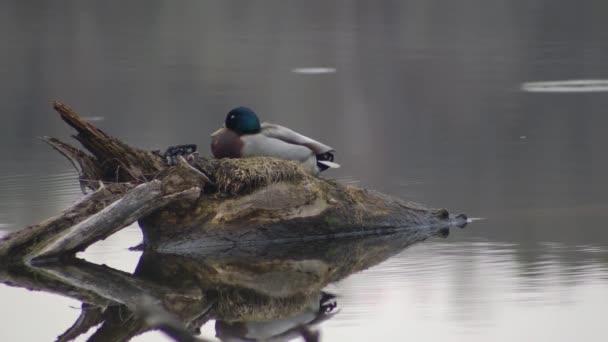 Duck Tree Pond Wild Bird Marsh Water Wetland — Vídeos de Stock
