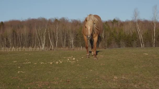 Koń Galop Gospodarstwo Zwierzę Jeździecki Ranczo Łąka — Wideo stockowe