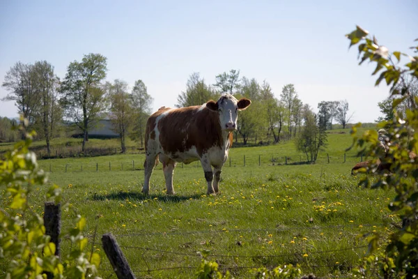 Una Vaca Granja Animal Pie Campo Con Árboles País Agricultura —  Fotos de Stock