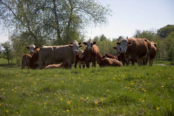 Muchas Vacas Marrones Escena Campo Granja Rebaño Animales Ganadería Agricultura —  Fotos de Stock