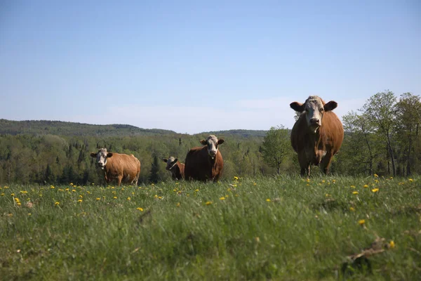 Quatro Vacas Campo Verde Fazenda Animal País Agricultura Marrom Gado — Fotografia de Stock