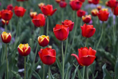 lalelerden oluşan kırmızı çiçek tarhı bahar canlı renkler çiçek bahçesi